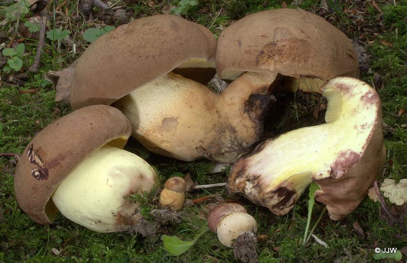 Boletus appendiculatus